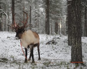 connected reindeer