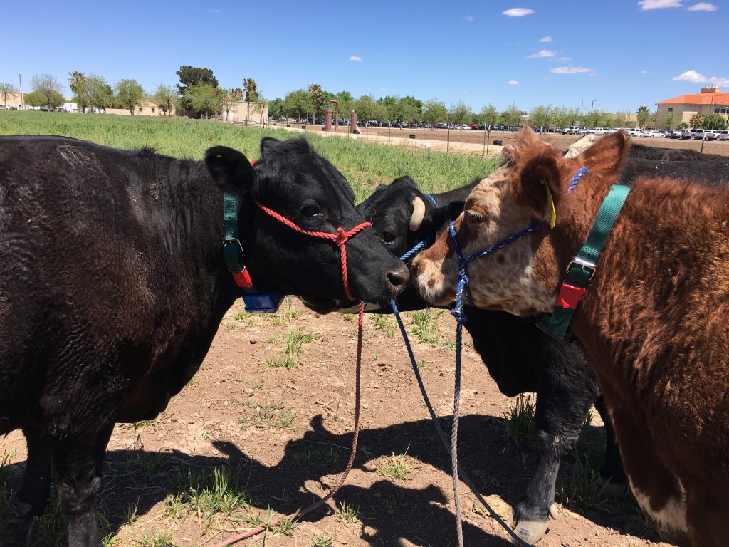 cattle tracking with abeeway