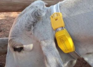 Cow wearing Cattle watch tracker