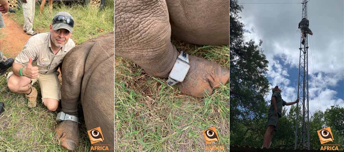 Photos of rhino with a tracker